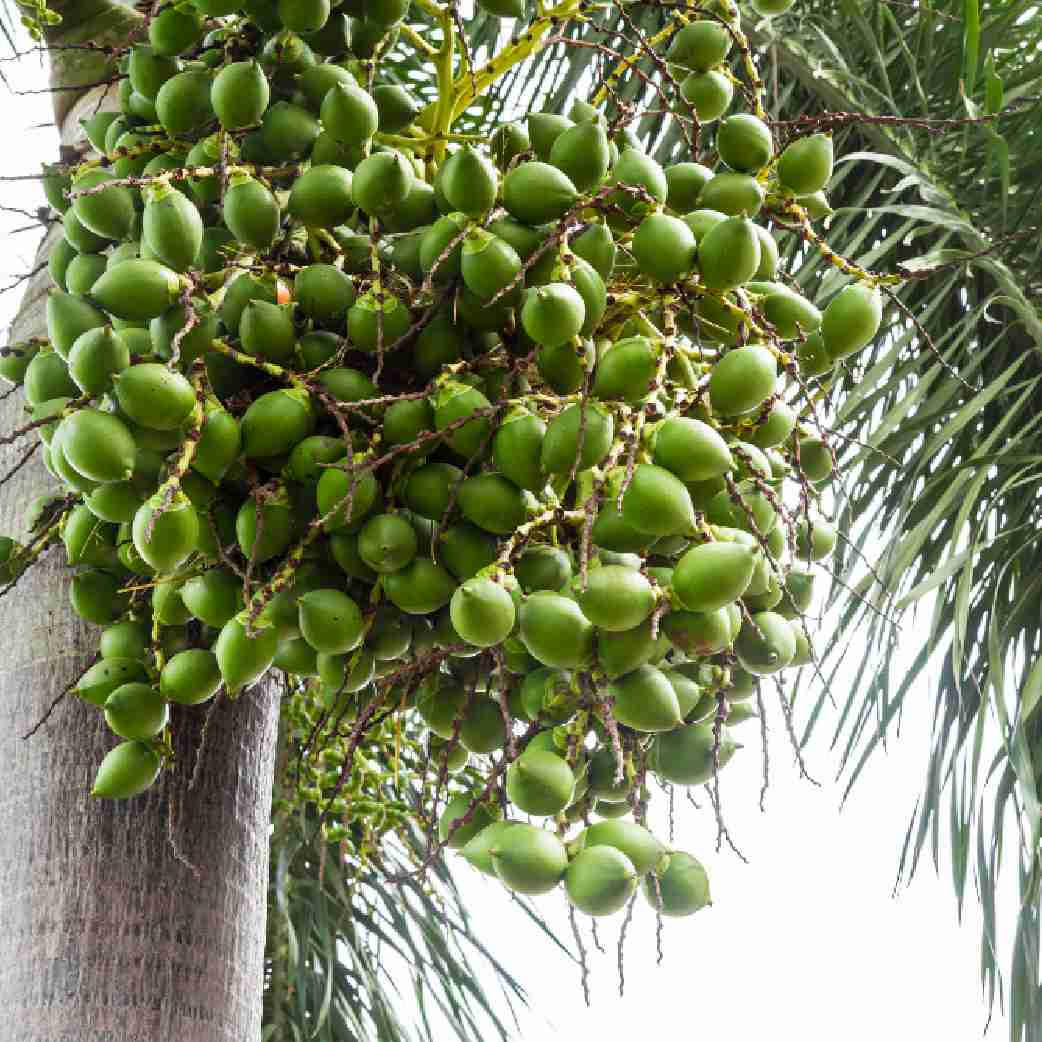 Smart Nutrient Management for Arecanut Farmers