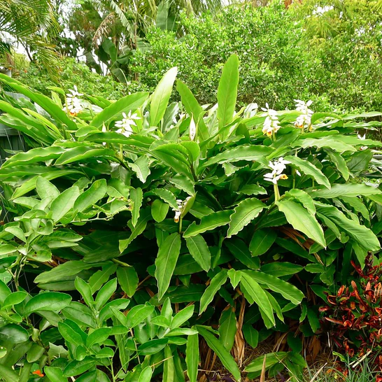 MANURING / FERTIGATION