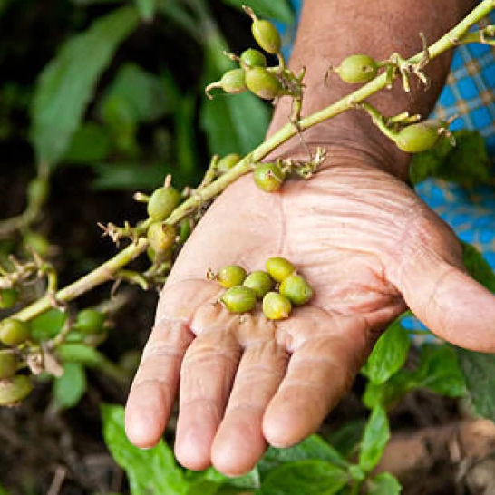 NUTRITIONAL DEFICIENCIES AND REMEDIES